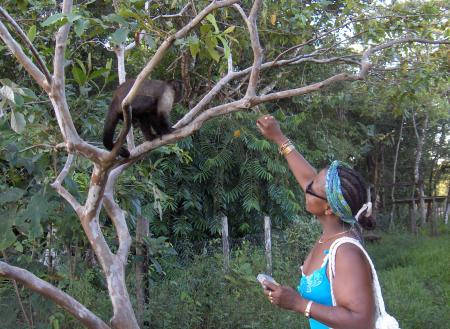 ho un singe
